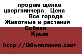 продам щенка цвергпинчера › Цена ­ 15 000 - Все города Животные и растения » Собаки   . Крым